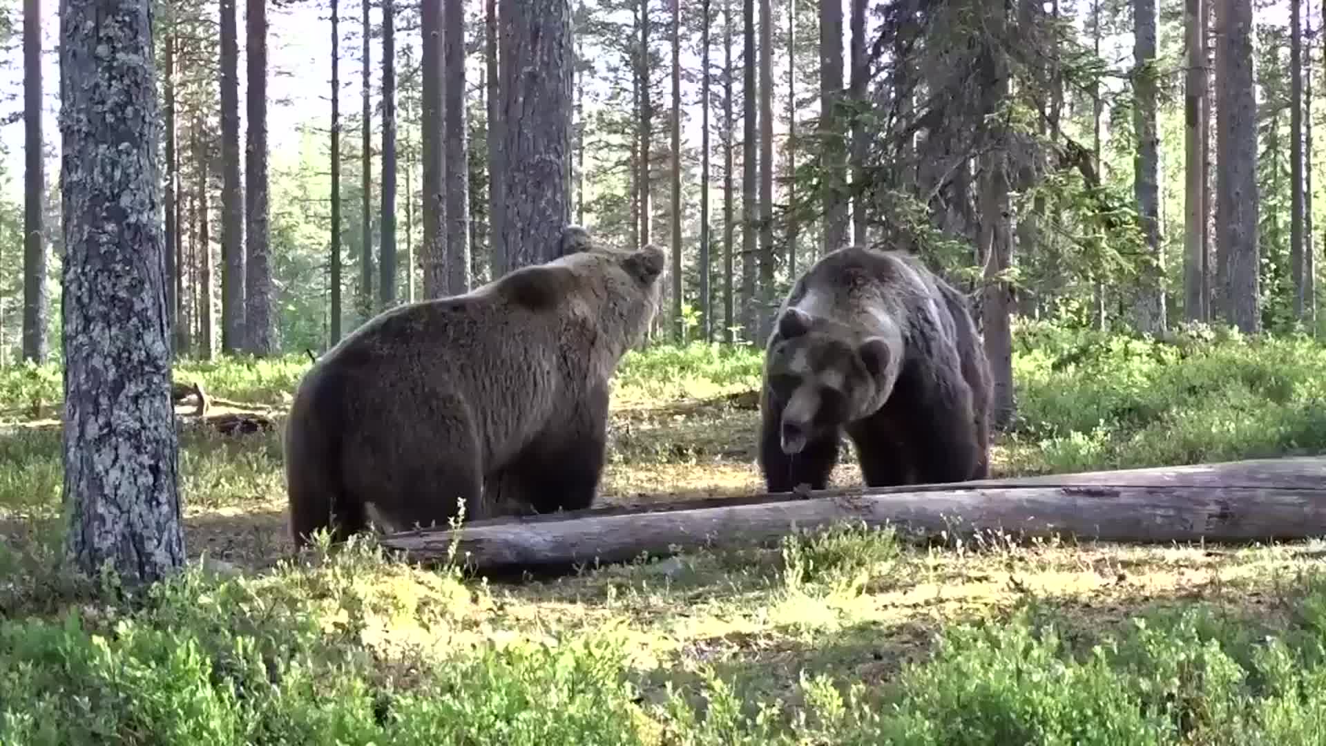 Два медведя на суку. Схватка двух медведей. Бурый медведь против лося. Медведи дерутся.