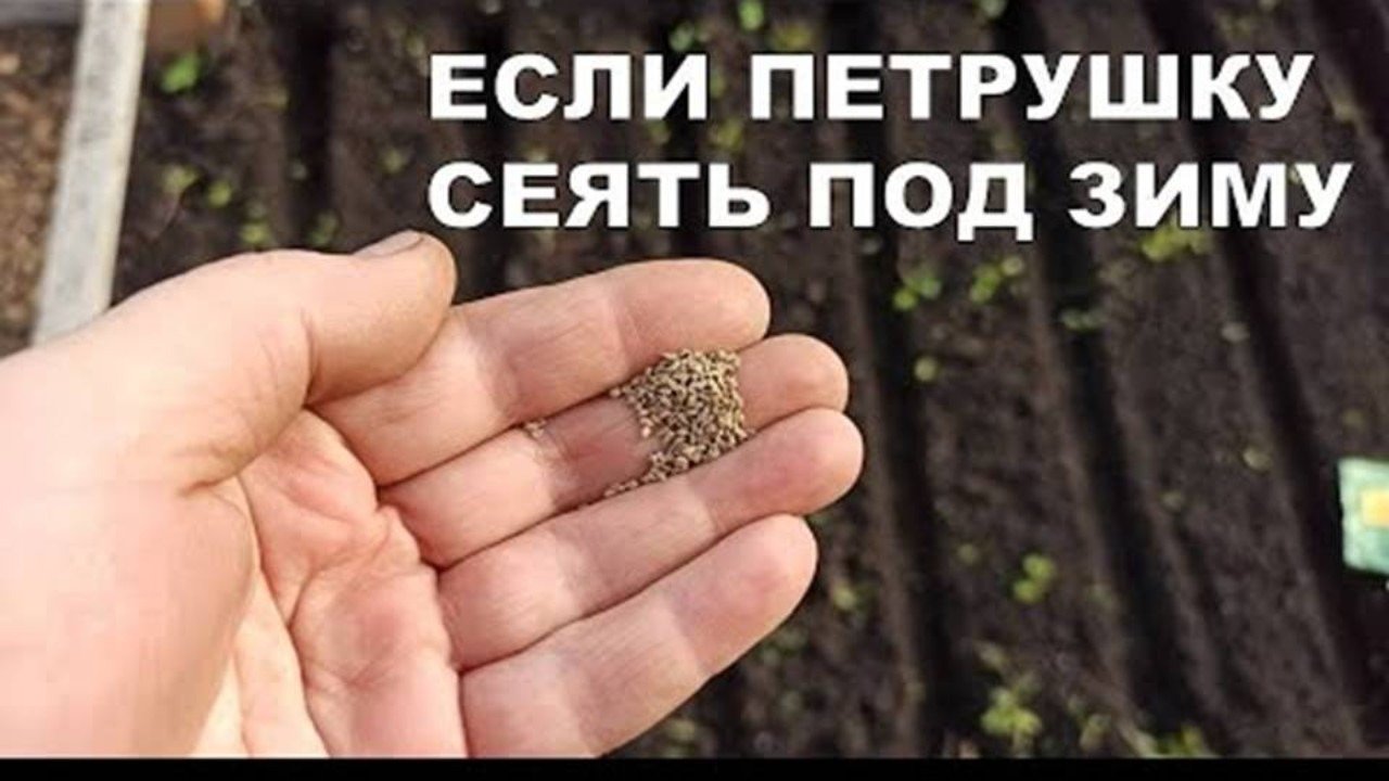 Можно ли сеять укроп петрушку под зиму. Когда сажать кинзу в открытый грунт семенами. когда сажать кориандр в открытый грунт. как садить петрушку семенами в открытый грунт. как правильно сеять петрушку в открытый грунт весной.