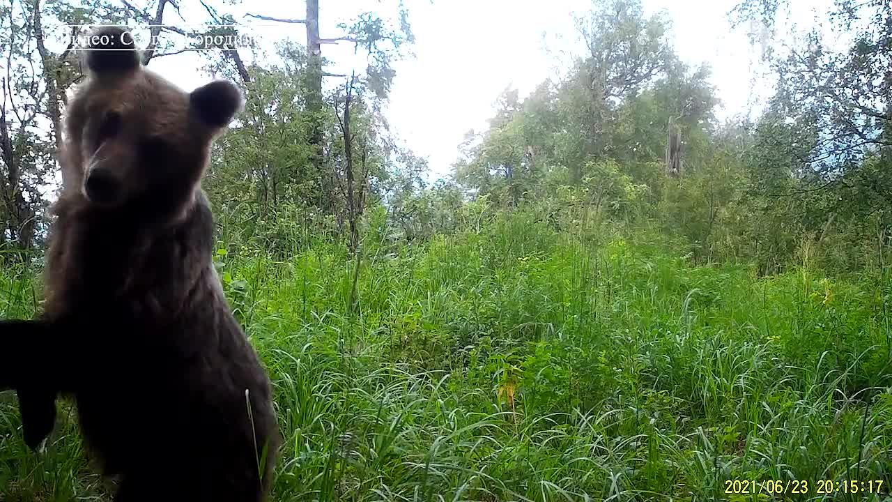 Парк два медведя