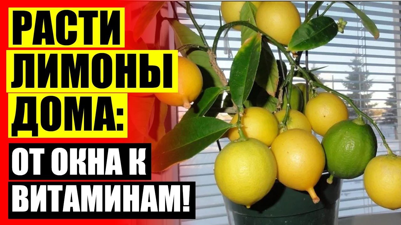 Купить Саженцы Лимона