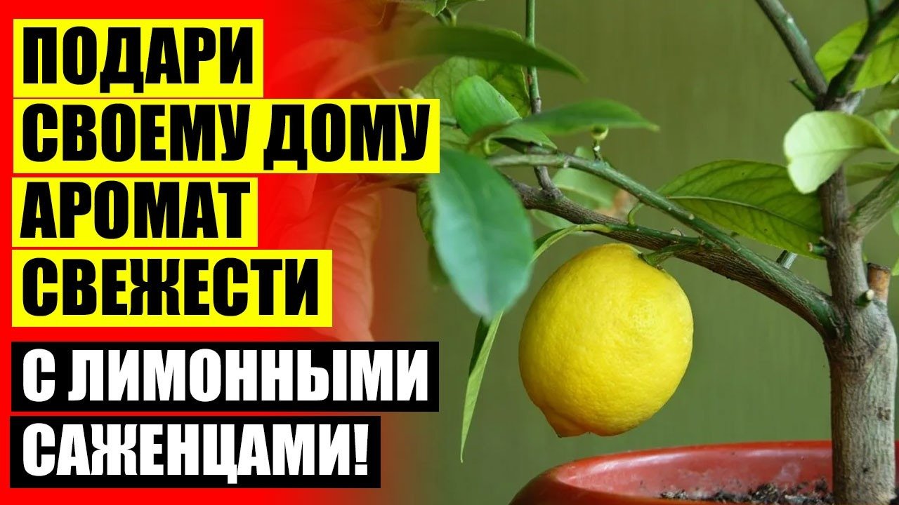 Купить Саженцы Лимона